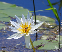 Nymphaea elegans