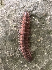 Pseudopolydesmus canadensis