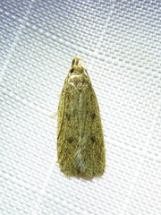 Glyphidocera juniperella