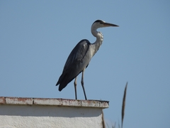 Ardea cinerea