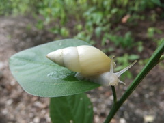 Drymaeus vincentinus