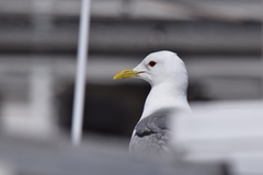 Larus canus