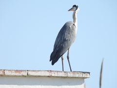 Ardea cinerea