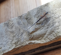 Ephialtes manifestator