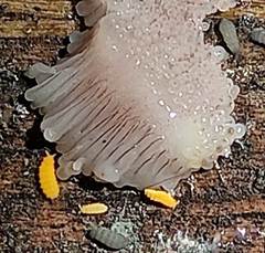 Stemonitis virginiensis