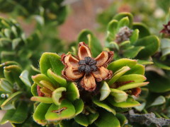 Bejaria resinosa