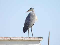 Ardea cinerea
