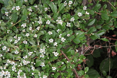 Cotoneaster dammeri