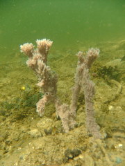 Callyspongia armigera