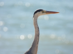 Ardea cinerea