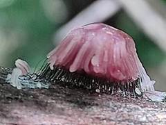 Stemonitis virginiensis