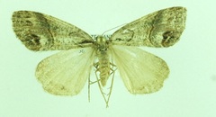 Chalastra ochrea