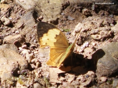 Cupha erymanthis maja