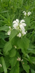 Lamium album