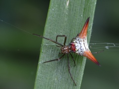 Micrathena militaris