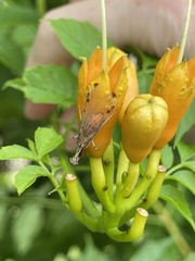 Mellilla xanthometata