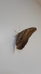 Eryphanis