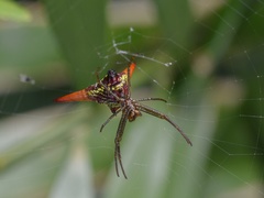 Micrathena militaris