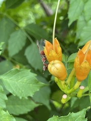 Mellilla xanthometata