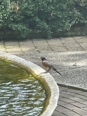 Turdus migratorius