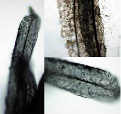 Stemonitis virginiensis