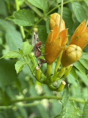 Mellilla xanthometata