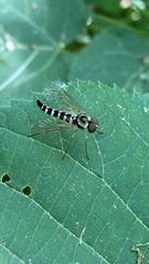 Chrysopilus ornatus