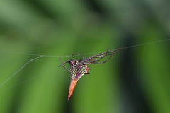 Micrathena militaris