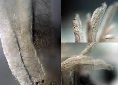 Stemonitis virginiensis