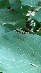 Chrysopilus ornatus