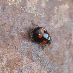 Adalia bipunctata