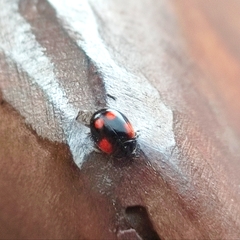Adalia bipunctata