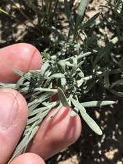 Picradeniopsis oppositifolia