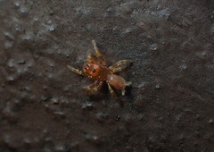 Atypidae