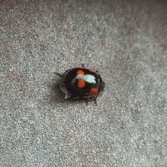 Adalia bipunctata