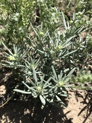 Picradeniopsis oppositifolia