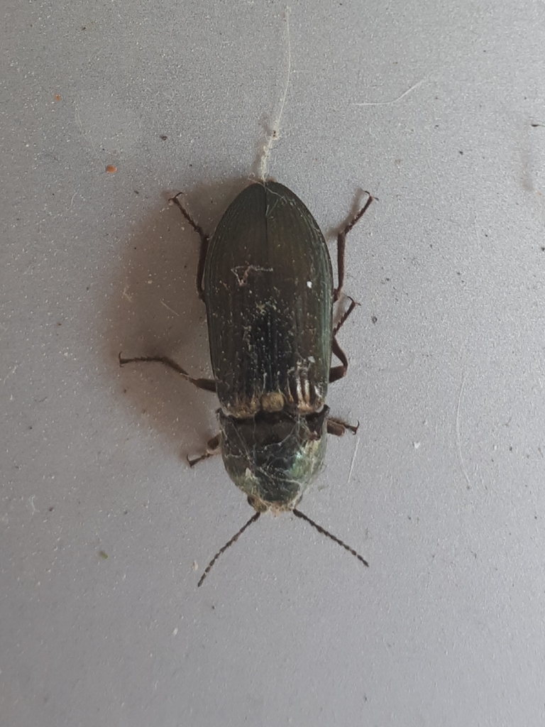 Selatosomus latus