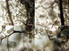 Stemonitis virginiensis