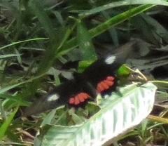 Parides vertumnus