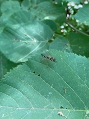 Chrysopilus ornatus