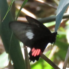 Parides vertumnus