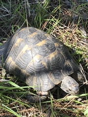 Testudo graeca ibera