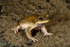 Duttaphrynus dhufarensis