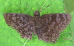 Pellicia