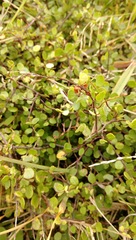 Muehlenbeckia complexa complexa