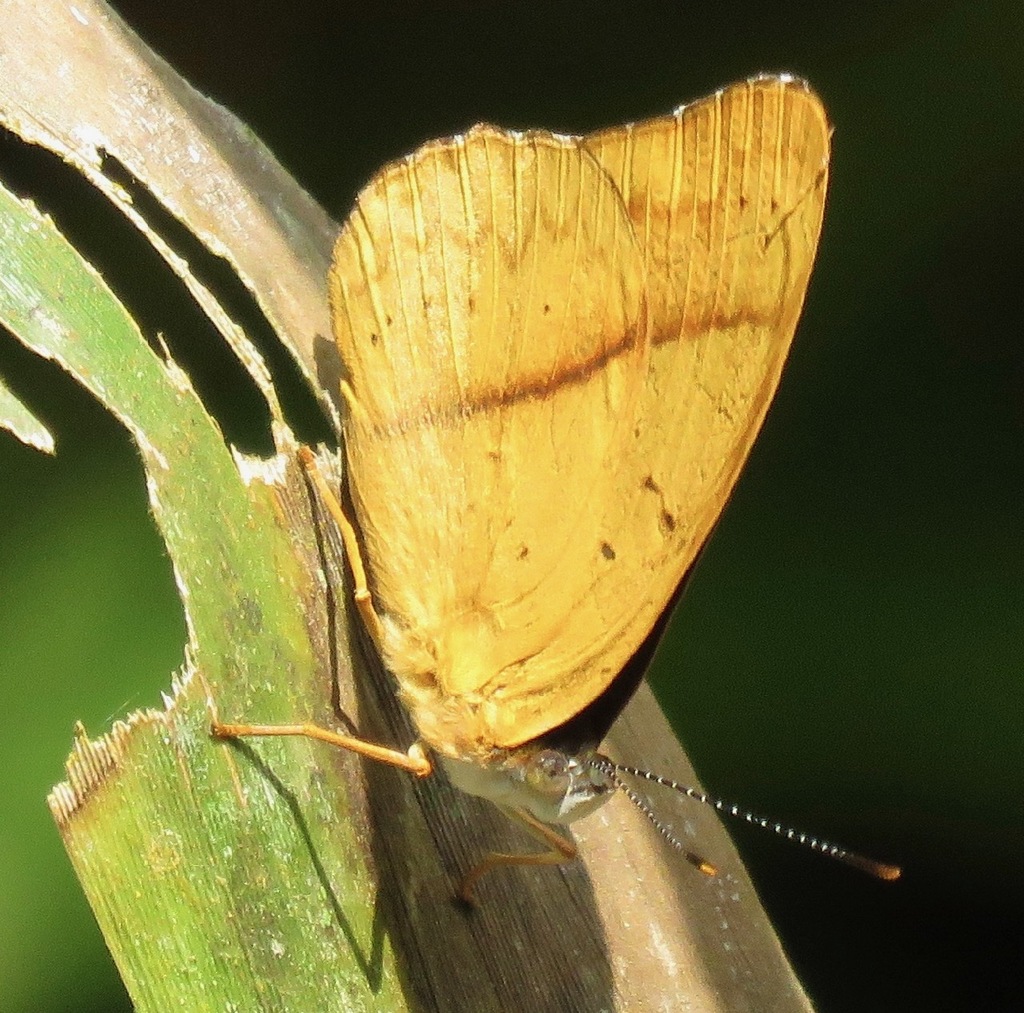 Peria
