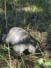 Testudo graeca ibera