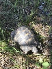 Testudo graeca ibera