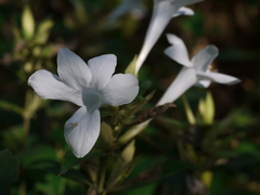 Barleria lawii
