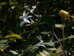 Barleria lawii